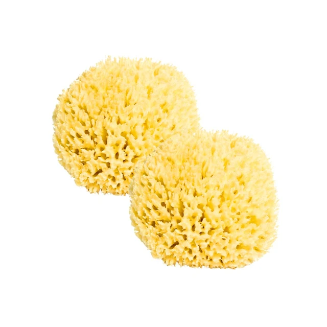 德國webner葦柏納 希臘愛情海海棉/買一送一